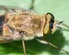 Thereva nobilitata